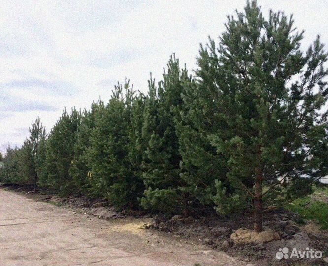 Сосна на участок. Из питомника