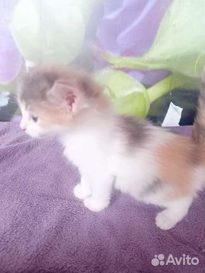 Котенок девочка бесплатно