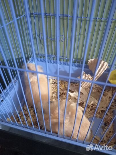 Хомяки Сирийские