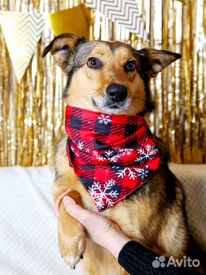 Небольшая скромная Ася ищет дом