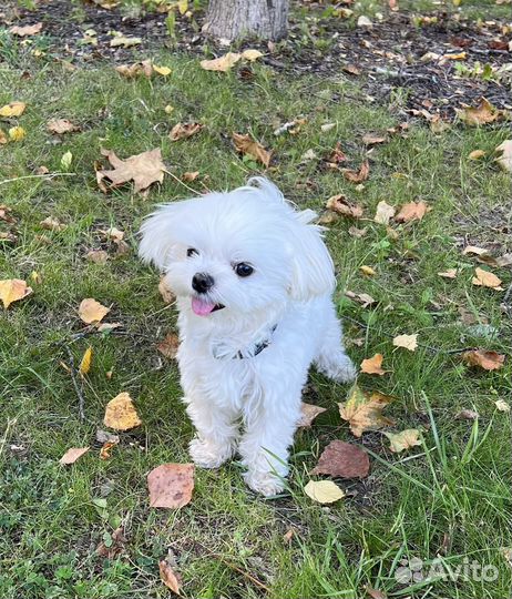 Mini Maltese вязка