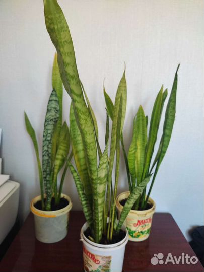 Сансевиерия