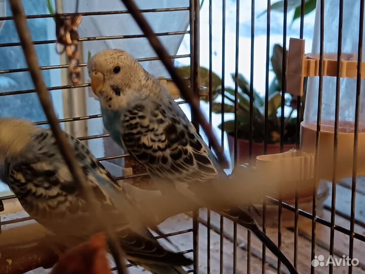 Птенцы волнистого попугайчика