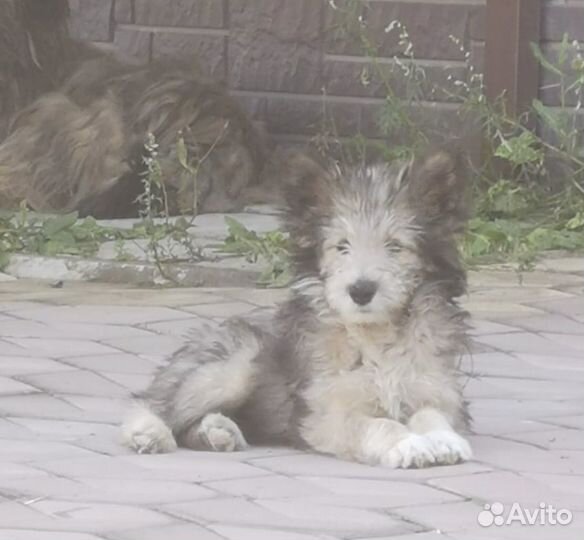 Щеночки в часный дом