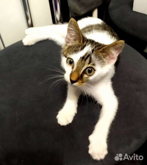 Ластик 2 месяца