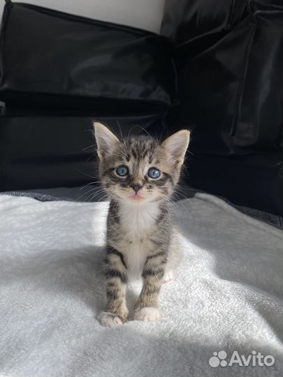 Котенок мальчик до 2х мес