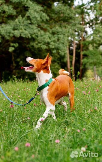 Африканская нелающая собака Басенджи щенки