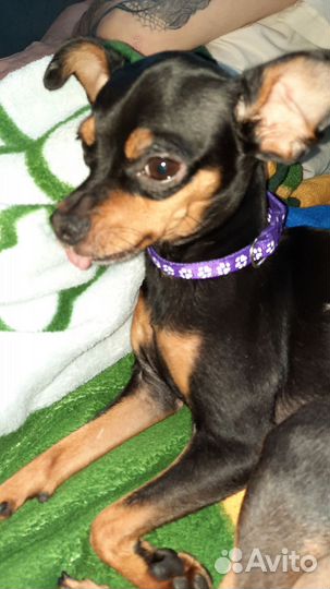 Той терьер вязка с любой маленькой собачкой