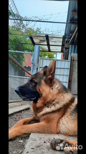 Щенки немецкой овчарки