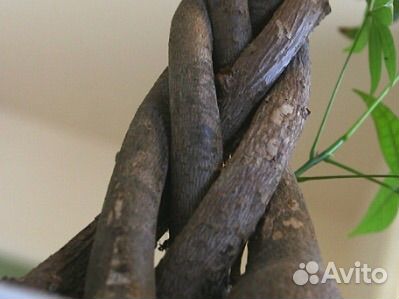 Фикус бенджамина Даниэль ростки