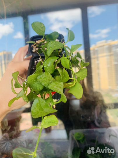 Сортовые хойи - 2