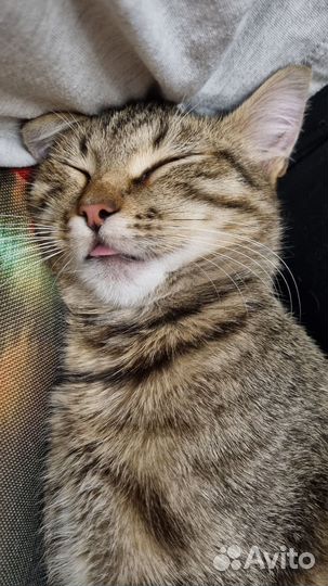 Кошка