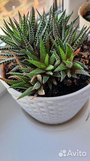 Суккуленты хавортия