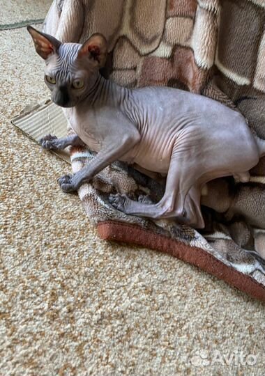 Канадский сфинкс