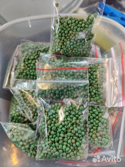 Рассада помидор и перцев, овощи, Петуния, огурцы