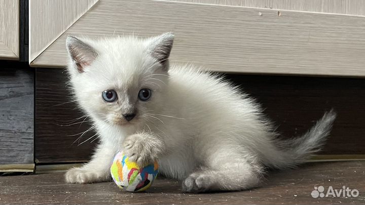 Британские котята