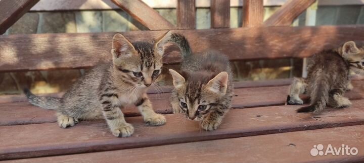 Котята