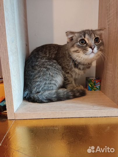 Британская кошка