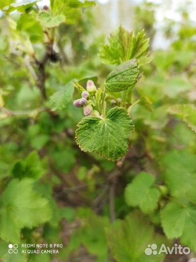 Саженцы черной смородины