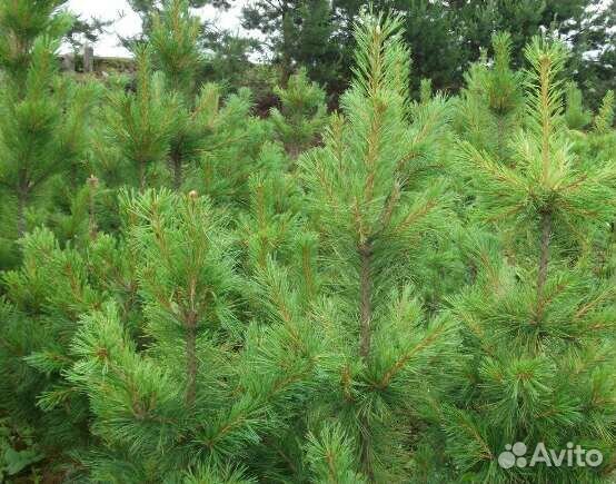 Саженцы сосны