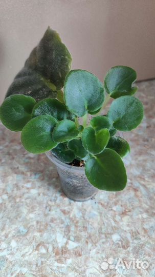 Сортовые фиалки