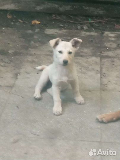 Щеночки в добрые руки девочки