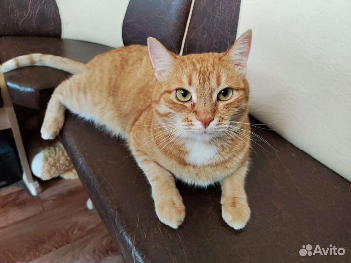 Европейская