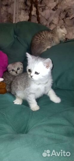 Шотландские котята