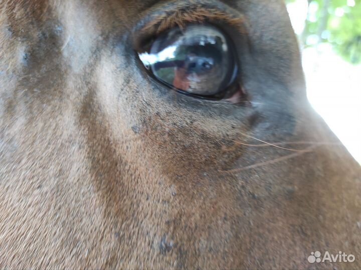 Лошадь кобыла