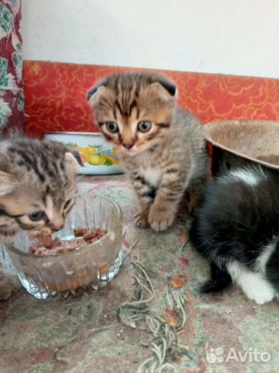 Вислоухие котята