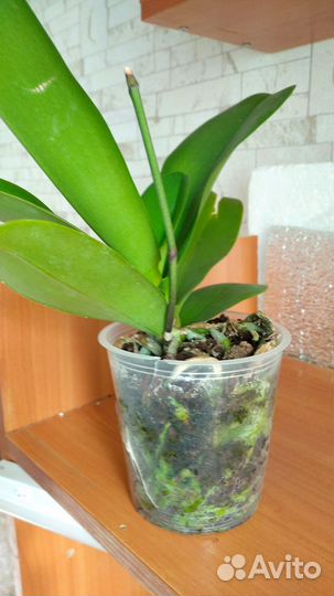 Орхидея фаленопсис