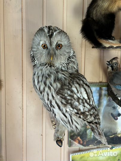 Чучела животных