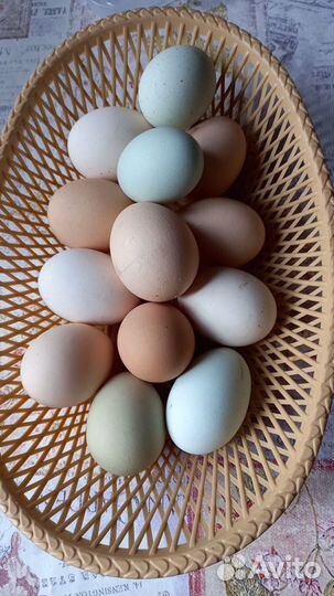 Яйцо на инкубацию