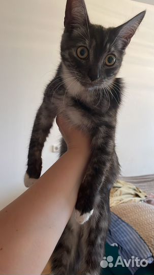 Кошка в дар бесплатно