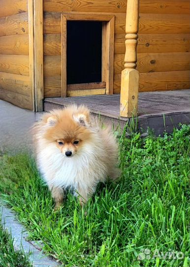 Щенки шпица