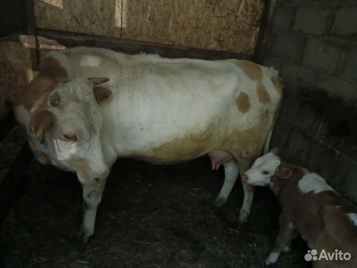 Продажа с х животных