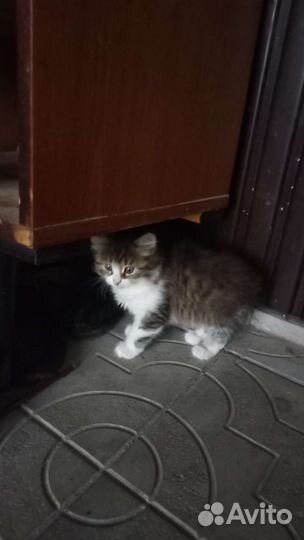 Котята в дар