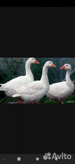 Гуси
