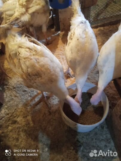 Индюк. Тяжёлый кросс Биг6. 2 мес. 3 нед
