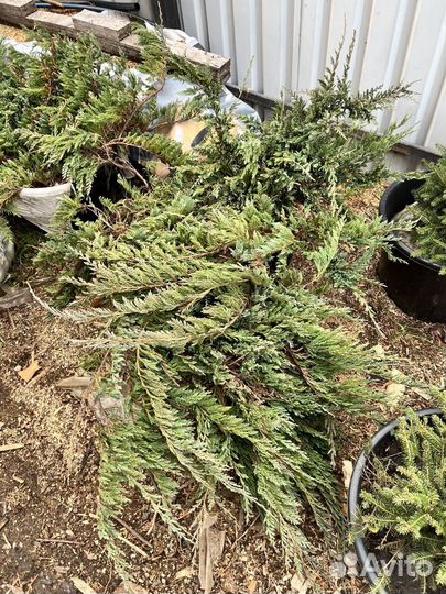 Можжевельник казацкий голубой