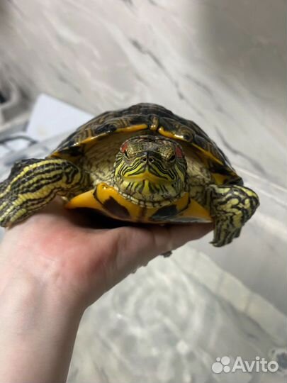 Черепаха