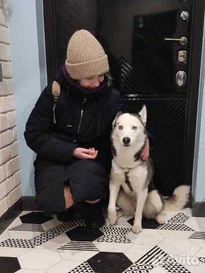 Выгул собак, догситтер, зооняня