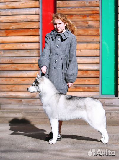 Хендлер. Выезд по Москве
