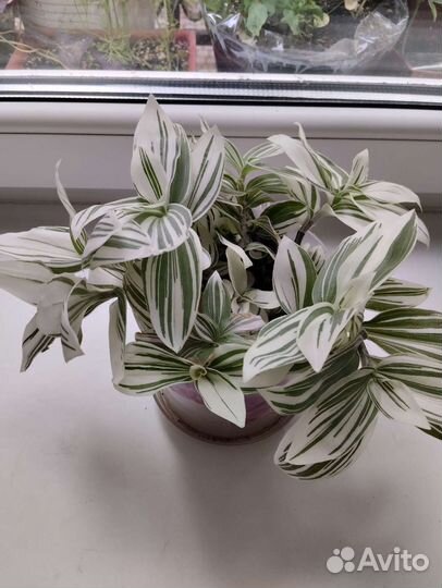 Бегония вечноцветущая и традесканция