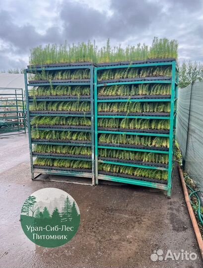 Зкс Сосна сеянцы Ели Лиственницы окс Голуб Горная