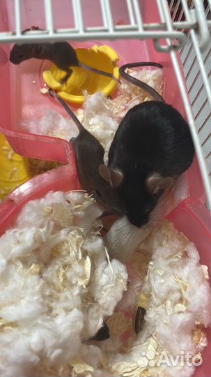 Декоративные мышки