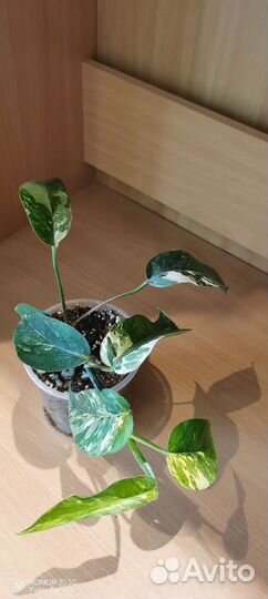 Крупная шикарная макушка фила 