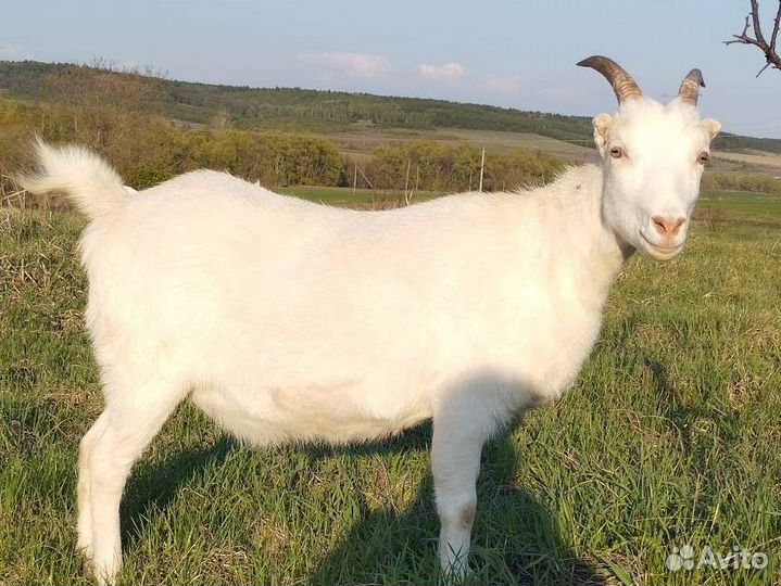 Козлик ламанча