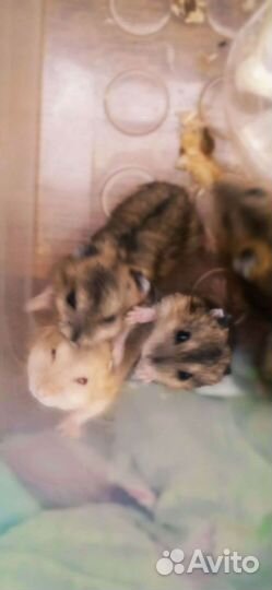 Джунгарский хомяк