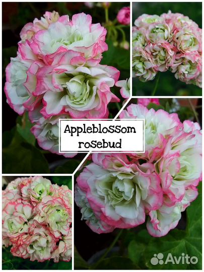 Пеларгония сортовые кустики